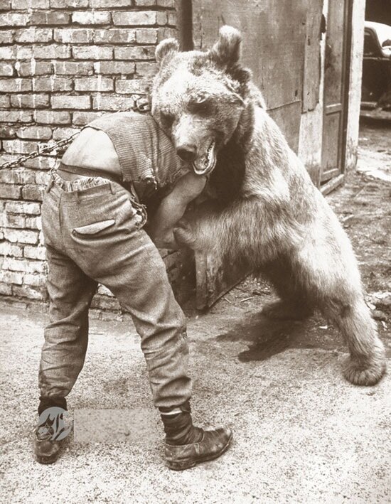 کشتی با خرس در طهران