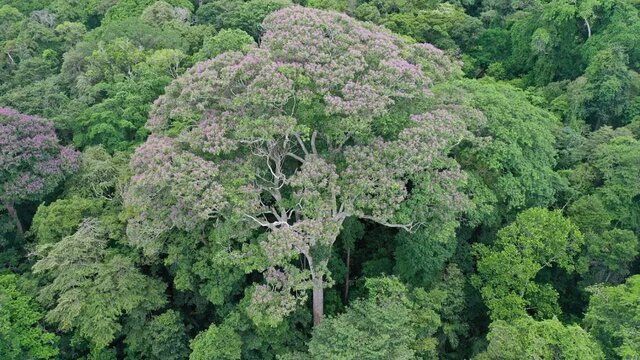 مرموزترین درخت جهان؛ رقبای خود را نابود می کند + عکس