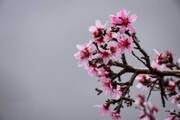 شکوفه‌های درخت اَرژن | تصاویر