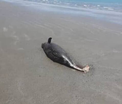 چرا لاکپشتهای دریایی در ساحل جاسک تلف شدند؟ | پای صیادان در میان است؟