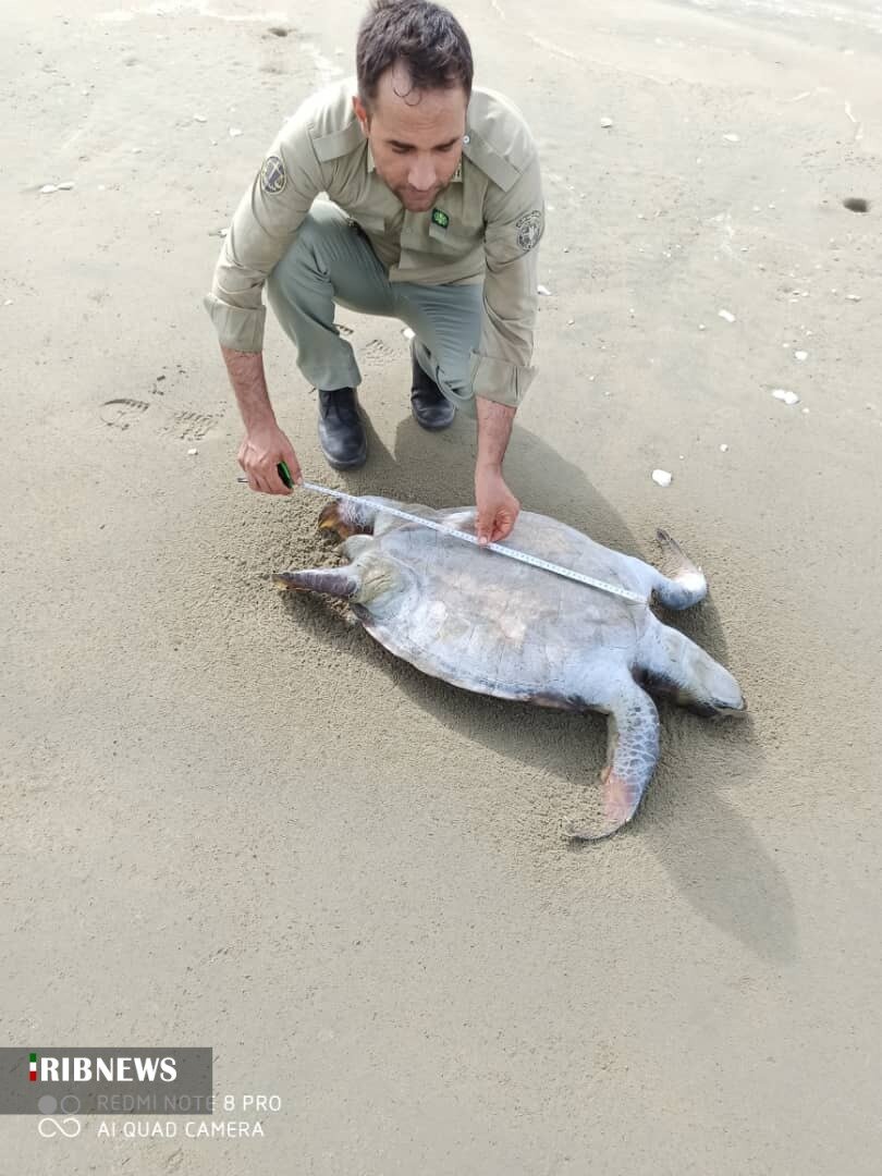 چرا لاکپشتهای دریایی در ساحل جاسک تلف شدند؟ | پای صیادان در میان است؟