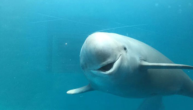 چرا لاکپشتهای دریایی در ساحل جاسک تلف شدند؟ | پای صیادان در میان است؟