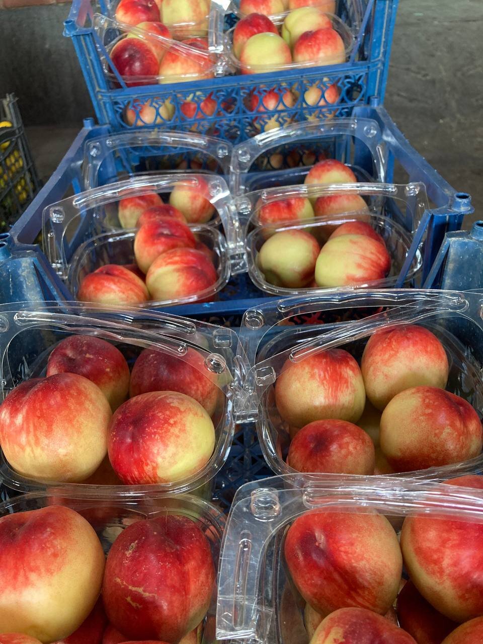 قیمتِ نوبرانهها، نوبر است!