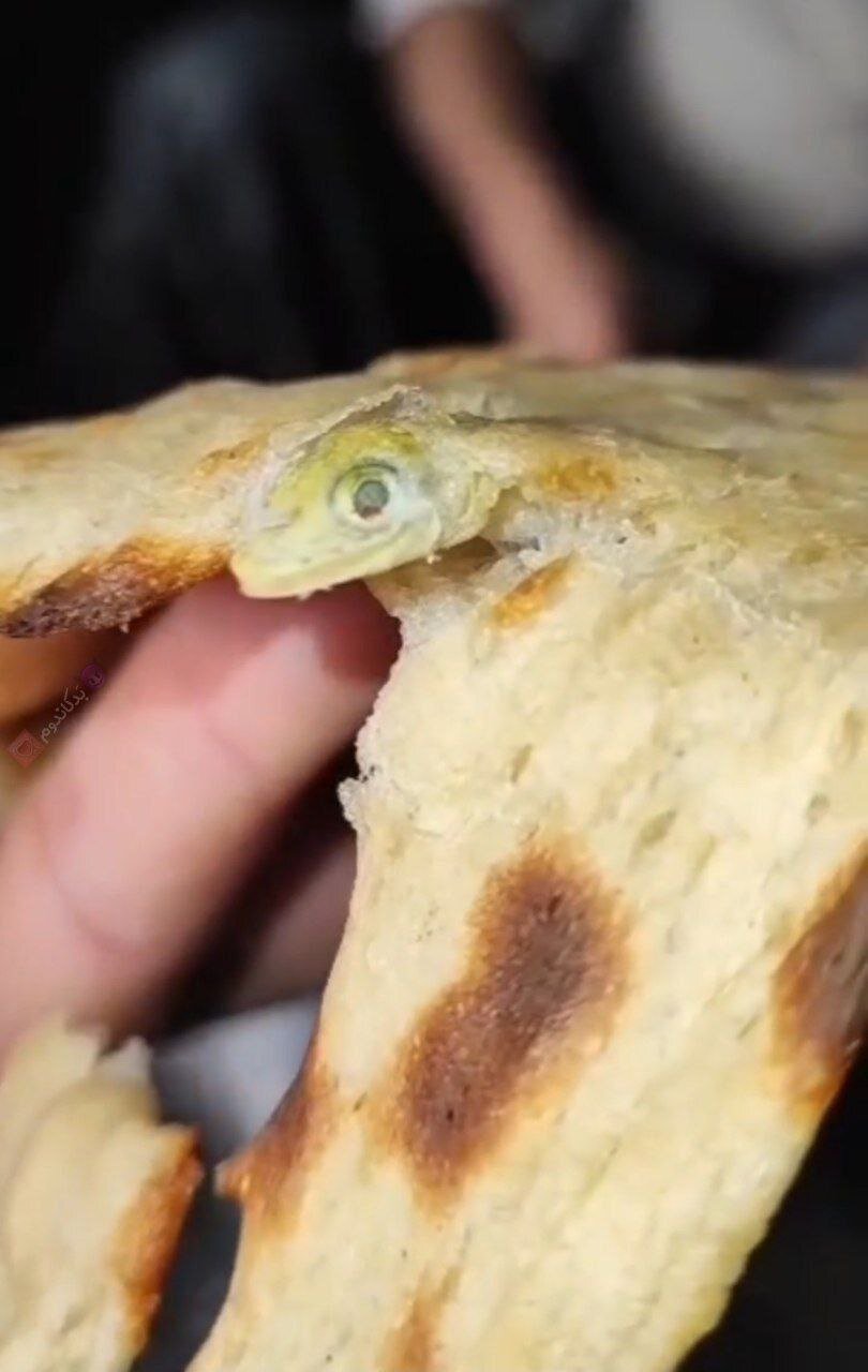 دیده شدن سر مارمولک وسط نان سنگک + ویدئو