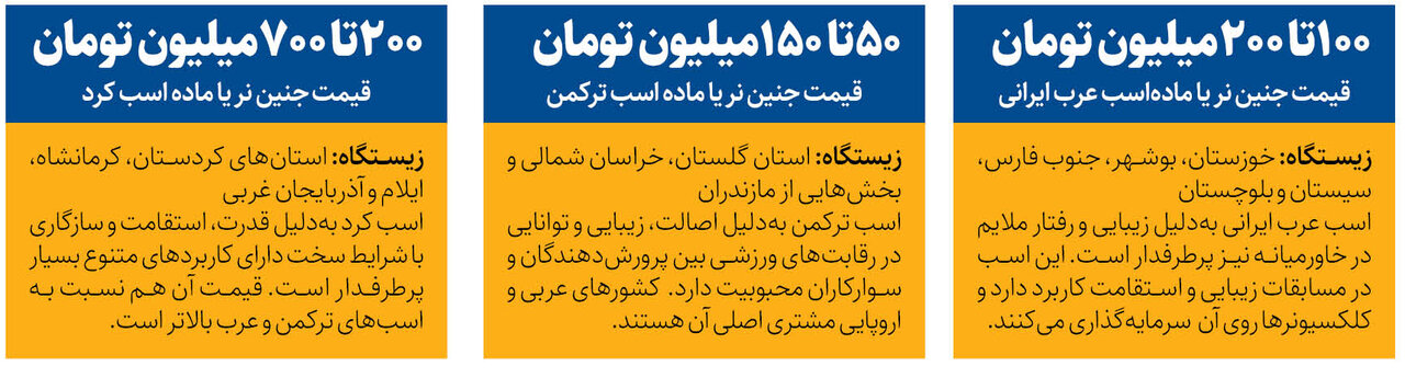 تجارت جنین اسب در ایران | جنین اسب۵۰تا ۷۰۰میلیون تومان + قیمت ۳ نژاد بومی