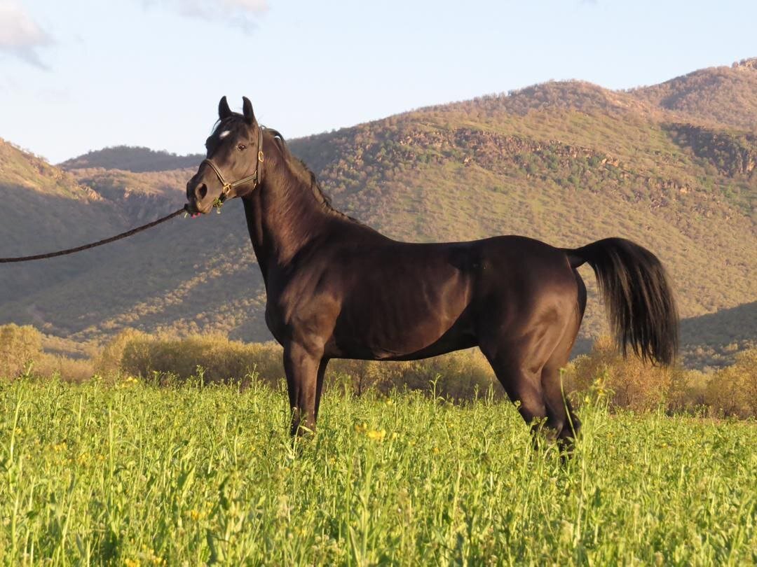 تجارت جنین اسب در ایران | جنین اسب۵۰تا ۷۰۰میلیون تومان + قیمت ۳ نژاد بومی