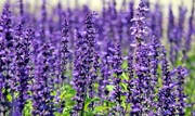 دمنوش اسطوخودوس برای چی خوبه ؟ ؛ طبع اسطوخودوس در طب سنتی | اسطوخودوس را چگونه مصرف کنیم ؟