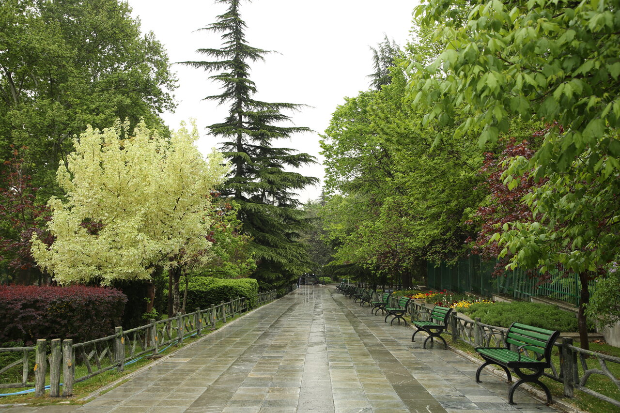 گردش میان درختان در بهار طبیعت