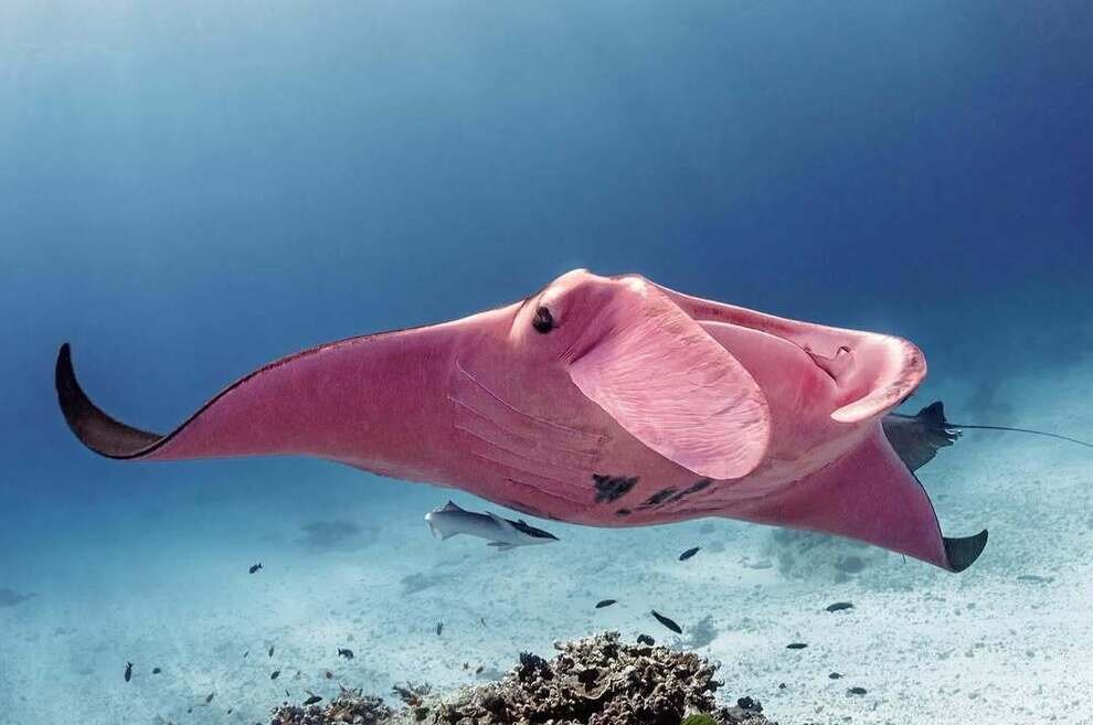 تنها سفرهماهی صورتی منحصربهفرد دنیا | عکس