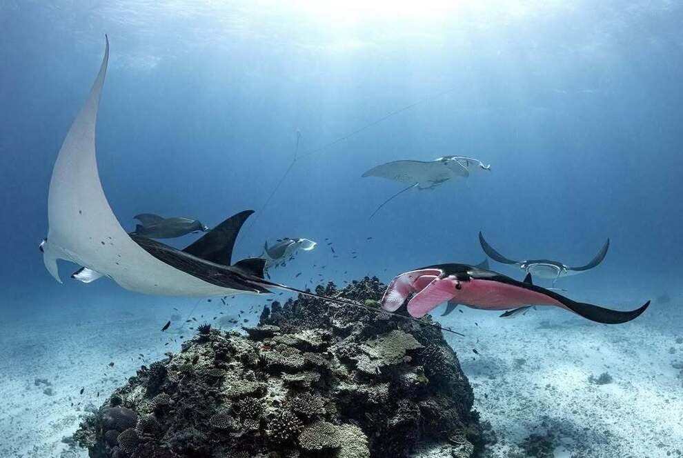 تنها سفرهماهی صورتی منحصربهفرد دنیا | عکس