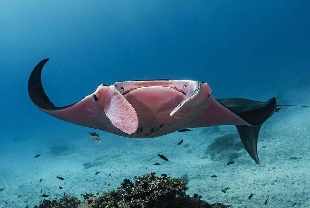 تنها سفرهماهی صورتی منحصربهفرد دنیا | عکس