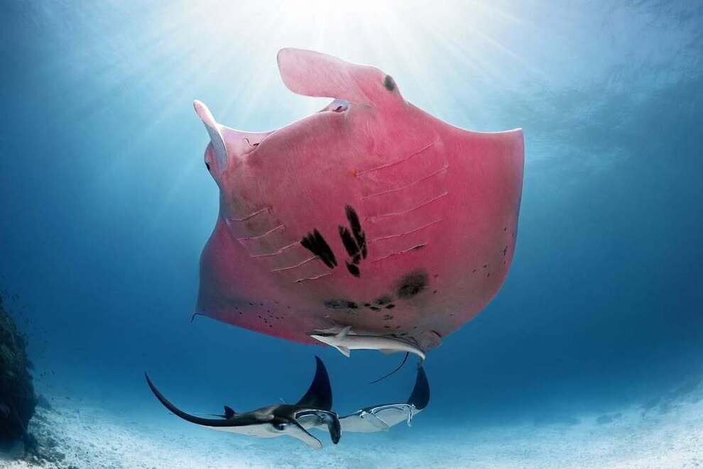 تنها سفرهماهی صورتی منحصربهفرد دنیا | عکس