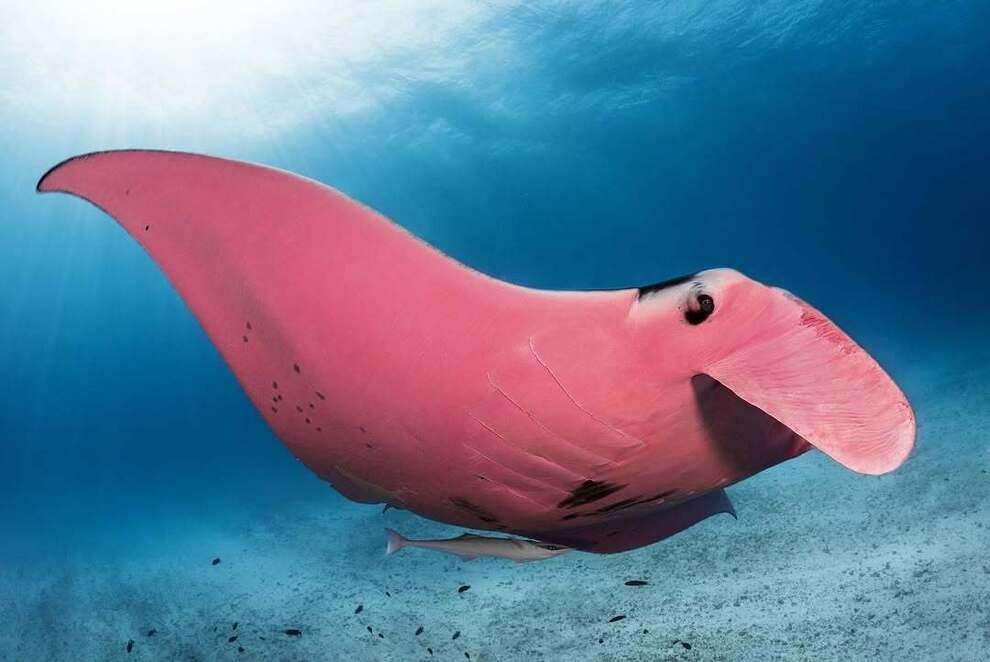 تنها سفرهماهی صورتی منحصربهفرد دنیا | عکس