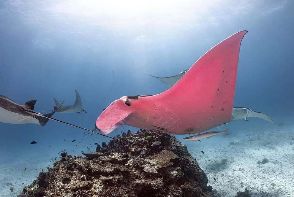 تنها سفرهماهی صورتی منحصربهفرد دنیا | عکس