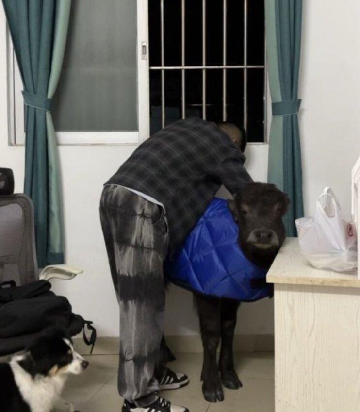 نگهداری گوساله در آپارتمان اجارهای ! + عکس | آسانسور سواری این حیوان خانگی غیرمعمول را ببینید