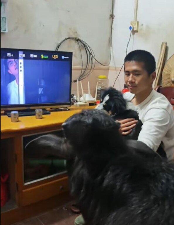 نگهداری گوساله در آپارتمان اجارهای ! + عکس | آسانسور سواری این حیوان خانگی غیرمعمول را ببینید