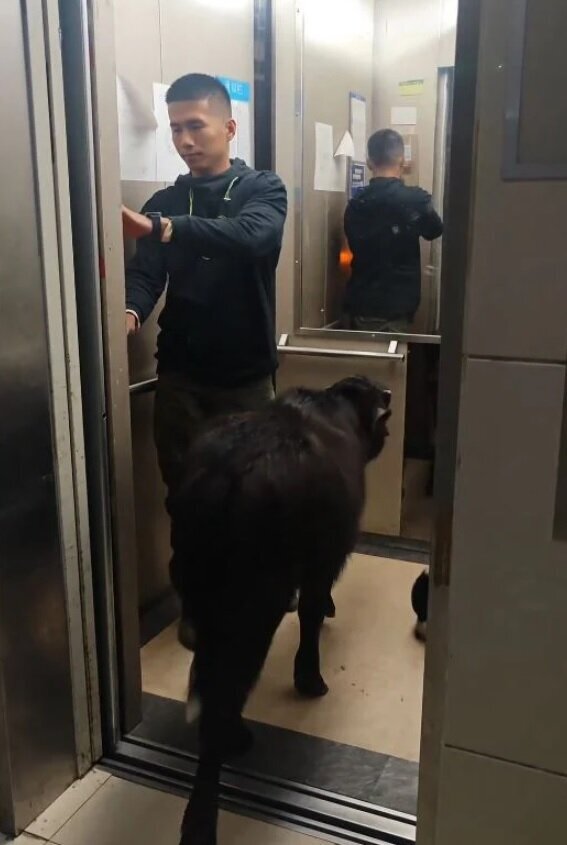 نگهداری گوساله در آپارتمان اجارهای ! + عکس | آسانسور سواری این حیوان خانگی غیرمعمول را ببینید