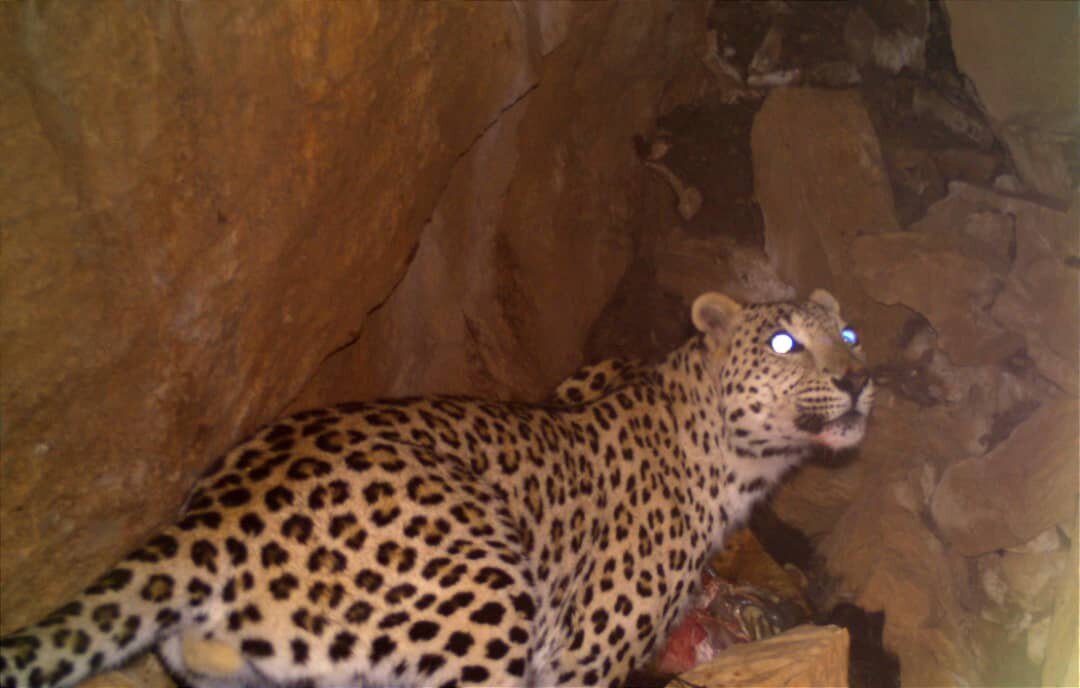 تصاویر نادر از تغذیه پلنگ ایرانی