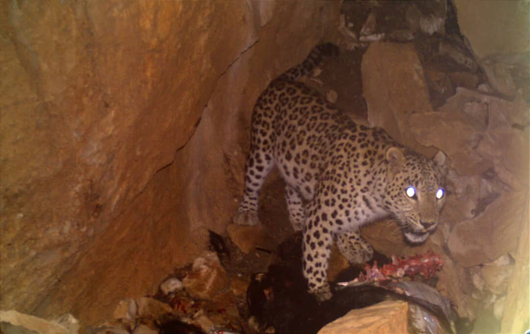 تصاویر نادر از تغذیه پلنگ ایرانی