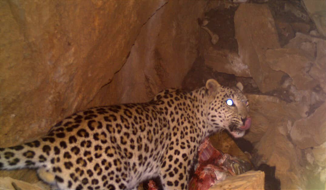 تصاویر نادر از تغذیه پلنگ ایرانی