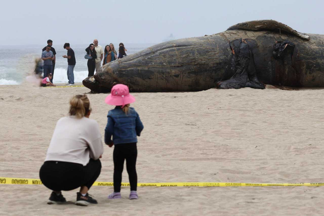 پیدا شدن جسد نهنگ عظیم الجثه در کالیفرنیای آمریکا | تصاویر
