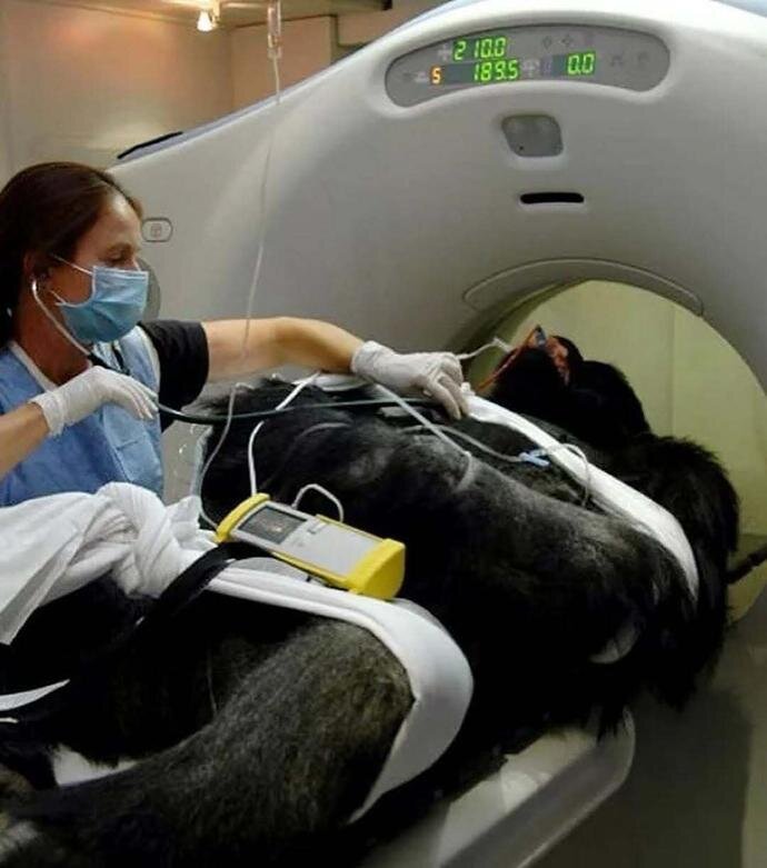 وقتی حیوانات به دستگاه سیتی اسکن میروند! + عکس