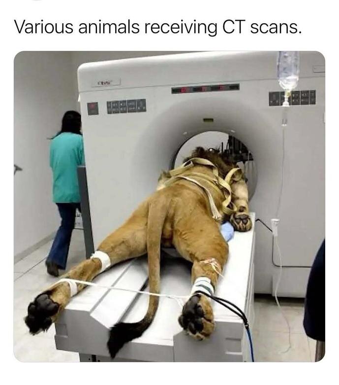 وقتی حیوانات به دستگاه سیتی اسکن میروند! + عکس