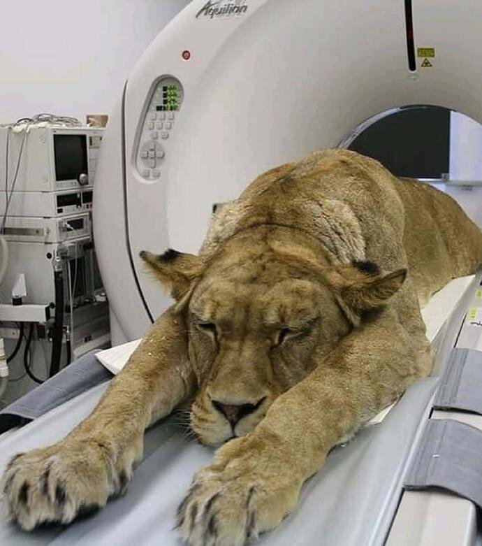 وقتی حیوانات به دستگاه سیتی اسکن میروند! + عکس