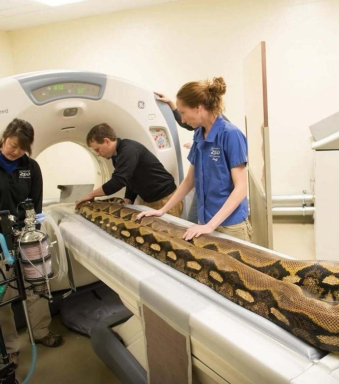 وقتی حیوانات به دستگاه سیتی اسکن میروند! + عکس