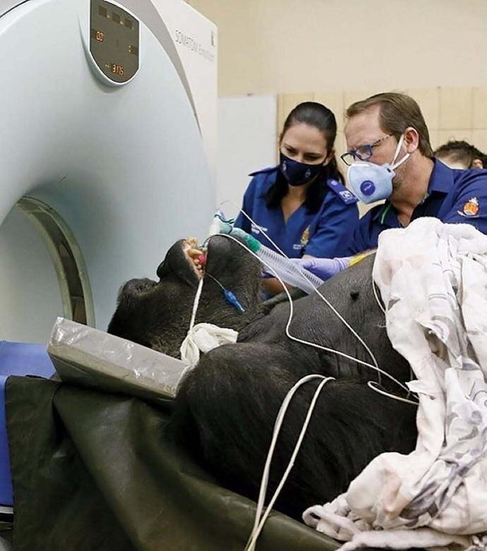 وقتی حیوانات به دستگاه سیتی اسکن میروند! + عکس