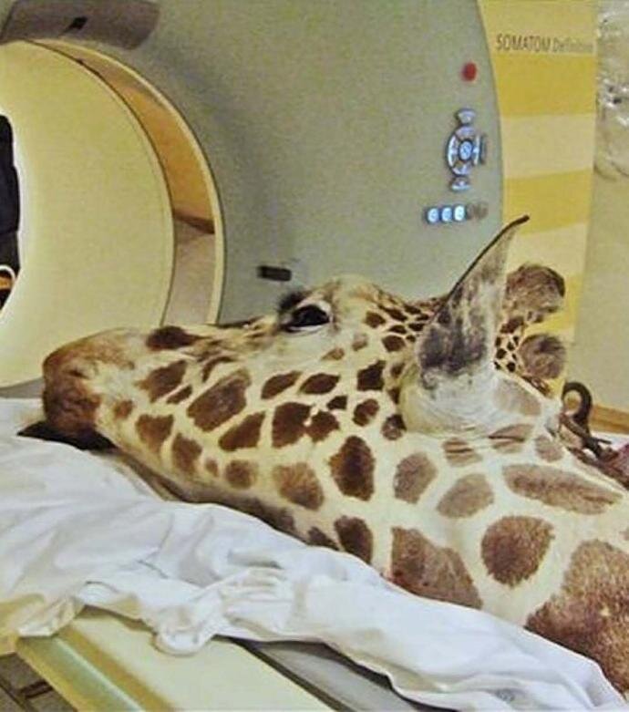 وقتی حیوانات به دستگاه سیتی اسکن میروند! + عکس