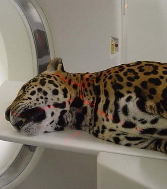 وقتی حیوانات به دستگاه سیتی اسکن میروند! + عکس