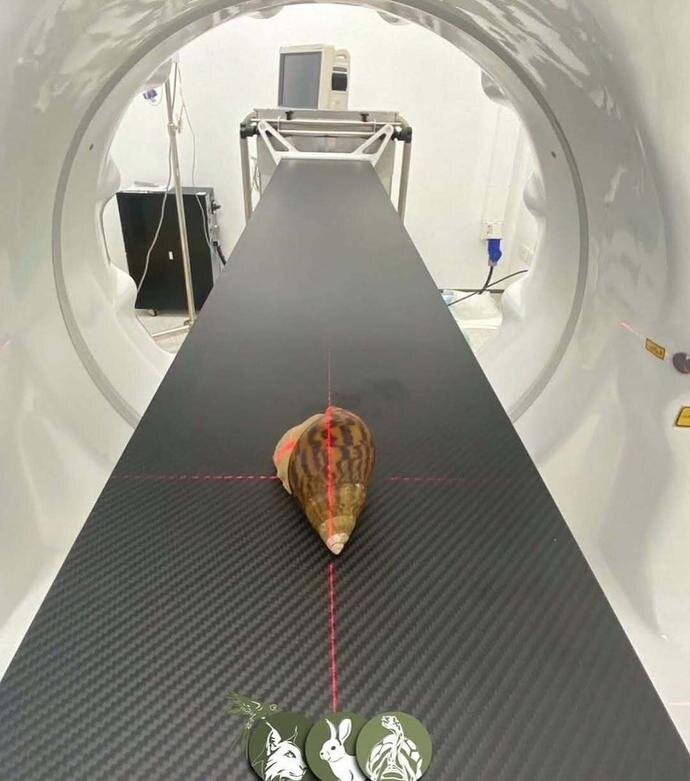 وقتی حیوانات به دستگاه سیتی اسکن میروند! + عکس