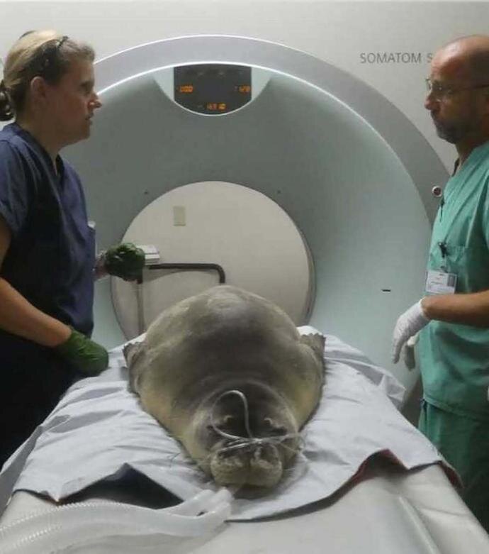 وقتی حیوانات به دستگاه سیتی اسکن میروند! + عکس