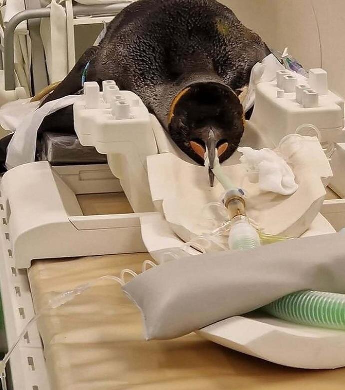 وقتی حیوانات به دستگاه سیتی اسکن میروند! + عکس