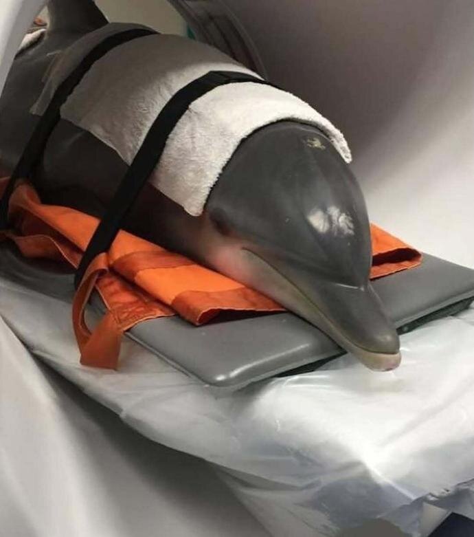 وقتی حیوانات به دستگاه سیتی اسکن میروند! + عکس