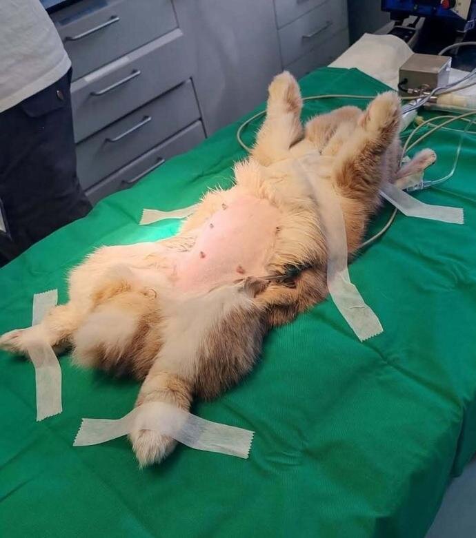 وقتی حیوانات به دستگاه سیتی اسکن میروند! + عکس