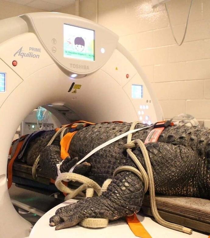 وقتی حیوانات به دستگاه سیتی اسکن میروند! + عکس