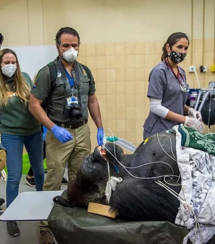 وقتی حیوانات به دستگاه سیتی اسکن میروند! + عکس