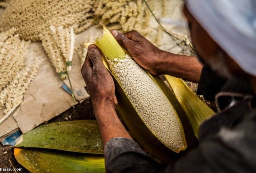 کار جالب نخل داران برای باروری نخل های ماده | ماجرای شکوفه ای که مسئولیت باروری را بر عهده دارد