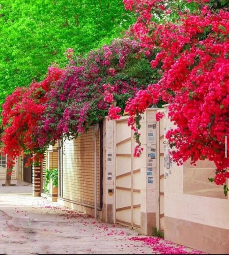 این شهر یکی از زیباترین شهرهای ایران در فصل بهار است | تصاویر