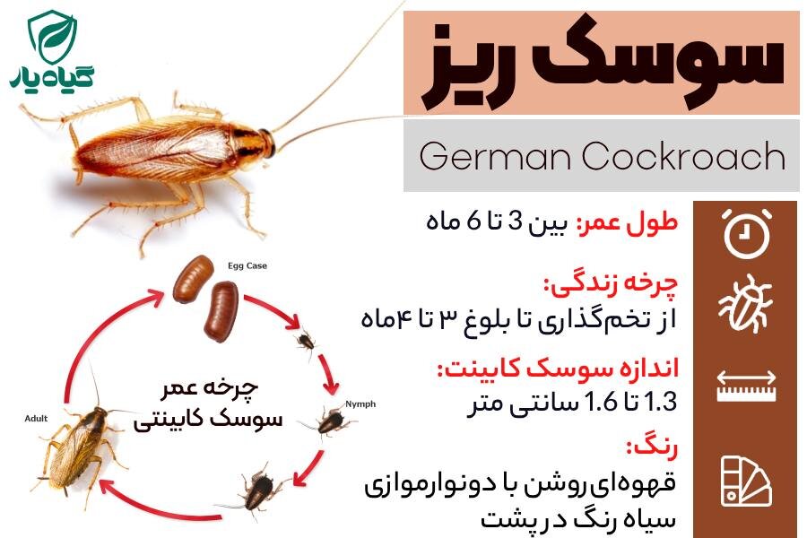سوسک ریز - سوسک آلمانی