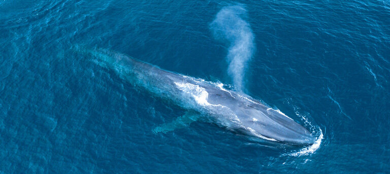 تراژدی تلخ نهنگ آبی در خطر انقراض