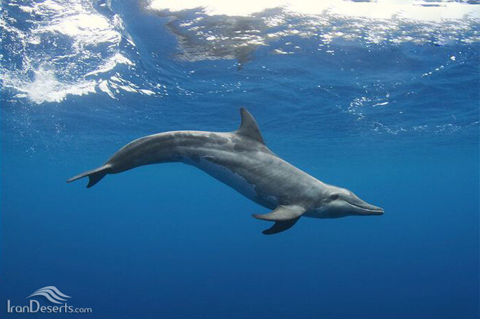 خطرناک ترین دشمن دلفین ها چیست؟