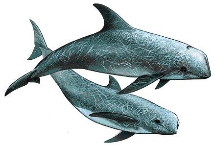 خطرناک ترین دشمن دلفین ها چیست؟