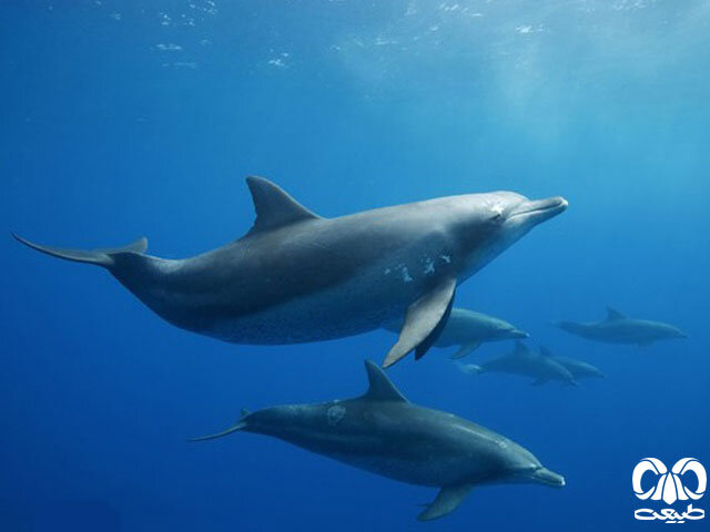 خطرناک ترین دشمن دلفین ها چیست؟