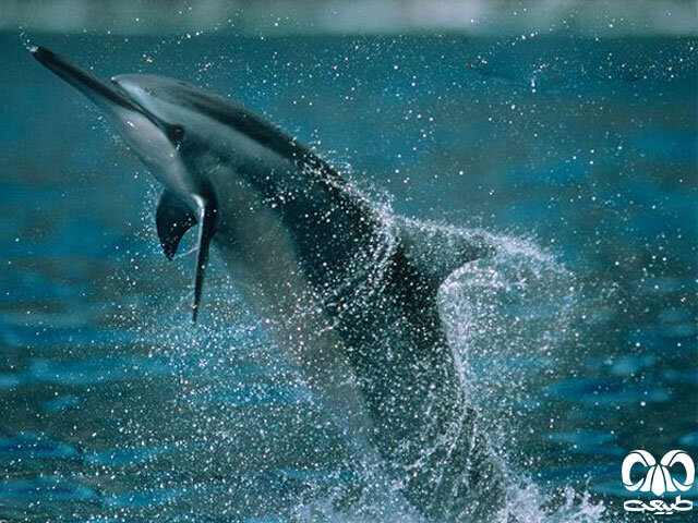 خطرناک ترین دشمن دلفین ها چیست؟