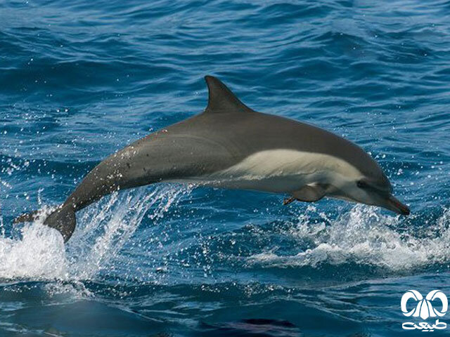 خطرناک ترین دشمن دلفین ها چیست؟