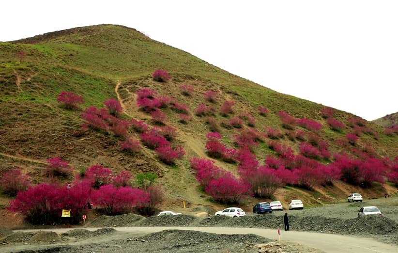 مشهورترین ارغوان های ایران + تصاویر