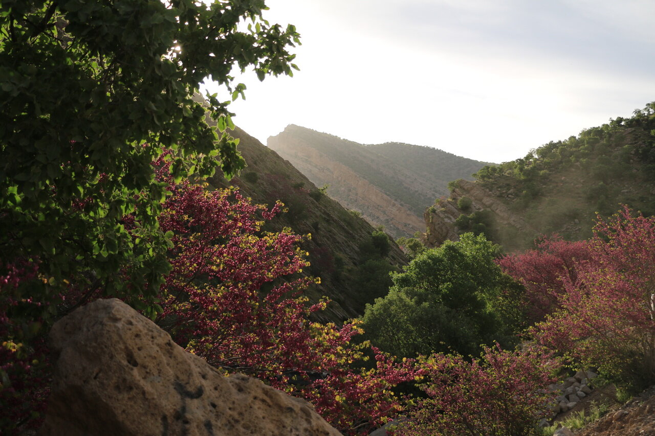 مشهورترین ارغوان های ایران + تصاویر